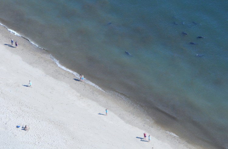 Seals swim off Coast Guard Beach on Sept. 16 in North Eastham, Mass. Great white sharks routinely come in close to shore to feed on seals. But despite all the stories on the number of sharks sighted, there hasn’t been an attack on a human on Cape Cod since 2012.