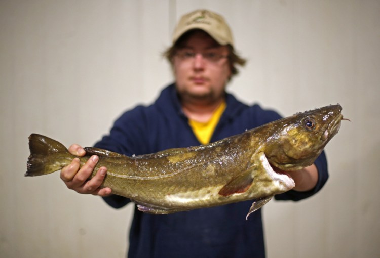 Codie Small holds a cod that will be auctioned off Thursday at the Portland Fish Exchange. The Gulf of Maine's cod stock has continued to decline despite tough fishing quotas.