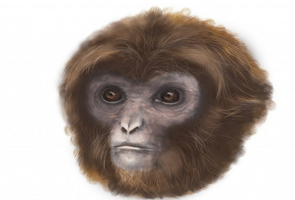 Did the common ancestor of today’s gibbons and great apes – the group that includes humans – look anything like this? Perhaps, according to a new find.