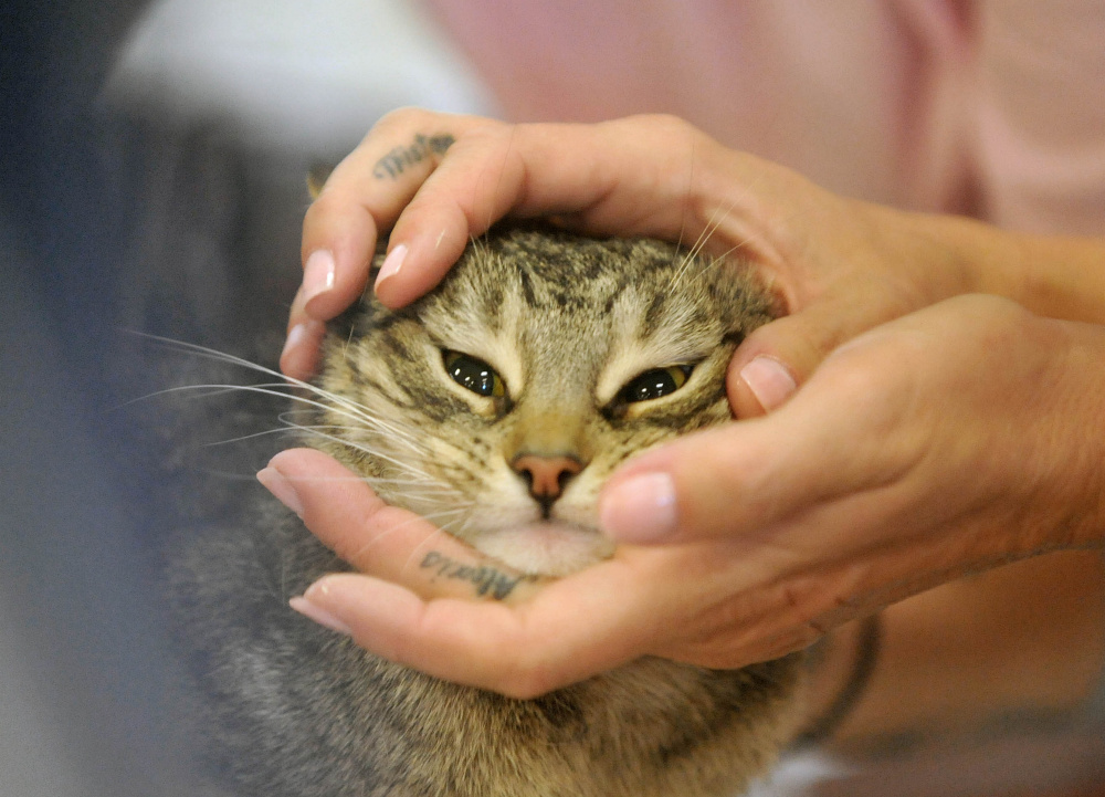 Dozens of cats were among the pets that received check ups at the free wellness clinic at the American Legion Hall on College Avenue in Waterville for low-income residents on Saturday