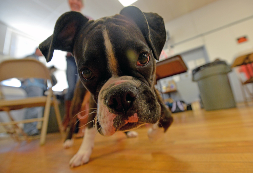 Melissa Bernier’s boxer, Cassidy, sniffs around the American Legion Hall in Waterville during a pet clinic for low-income animal owners Saturday. The free wellness clinic for pets is funded by a grant from PetSmart Charities.