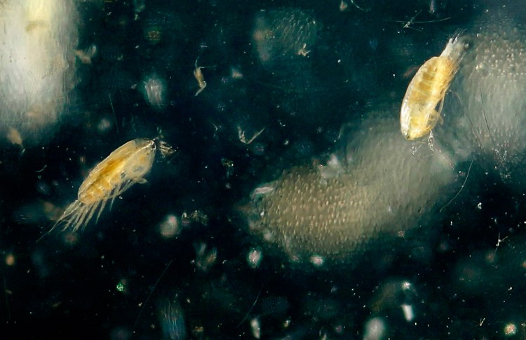 A species of copepod called calanus finmarchicus floats in a sample jar in a laboratory at the Gulf of Maine Research Institute on September 2, 2015. The rice-sized copepods dominate the base of the foodweb in the Gulf of Maine, providing a food source for herring, mackerel and right whales. 