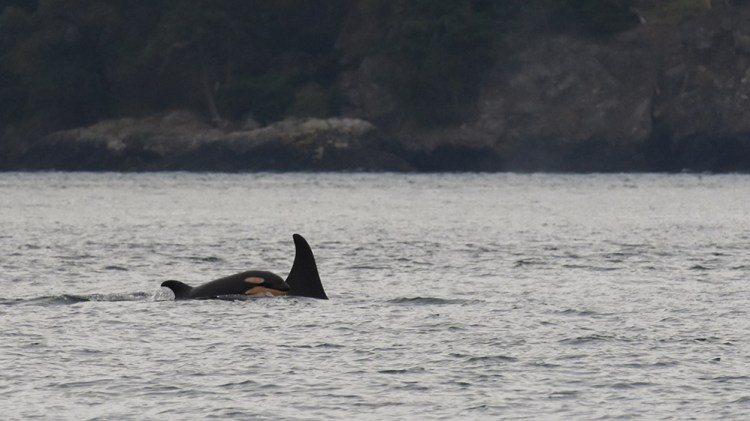 Newborn orca calf J53 is seen with it's mother J17 off San Juan Island, Wash., on Saturday, Oct. 24, 2015. The Center for Whale Research in Friday Harbor confirmed on its Facebook page this weekend that a newborn orca designated as J53 was seen traveling Saturday in Haro Strait with a 38-year-old orca known as Princess Angeline. It's the sixth baby born to Puget Sound's three orca pods since last December, boosting their numbers to 82.  