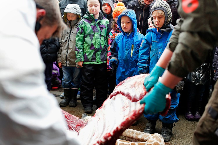 Children watch as Marius, a male giraffe, is dissected at the Copenhagen Zoo in February 2014. The Associated Press