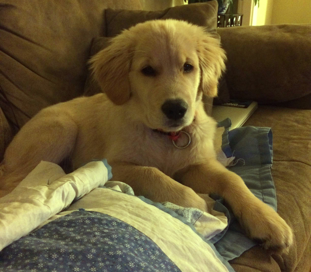 Brewer, a golden retriever puppy, was kicked by a jogger on the Kennebec River Rail Trail between Augusta and Hallowell on Monday, said Amy Craig, the dog’s owner.