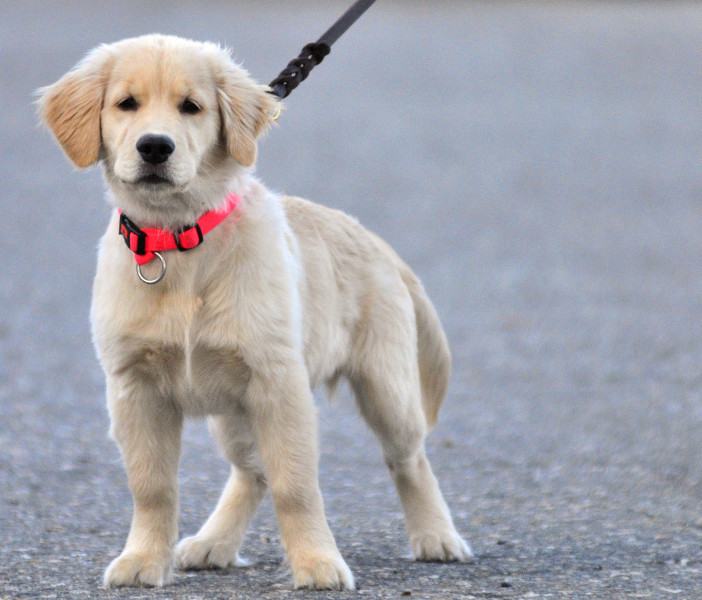 AmyLou Craig’s puppy, Brewer, stands in a parking lot near the Kennebec River Rail Trail in Augusta. 