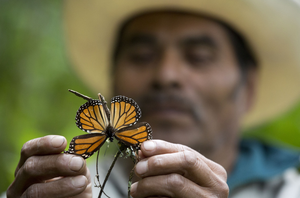 Monarchs reaching their wintering grounds in Piedra Herrada, Mexico, could cover almost 10 acres this year, down from a high of 44 acres but higher than last year’s 2.79 acres.