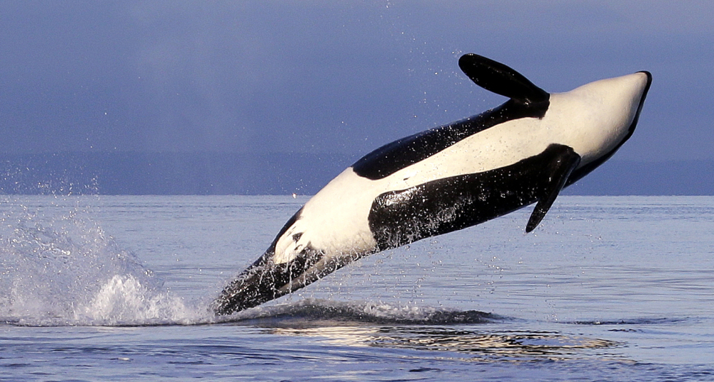 A female orca breaches in Puget Sound where the Navy will be conducting underwater sonar tests.