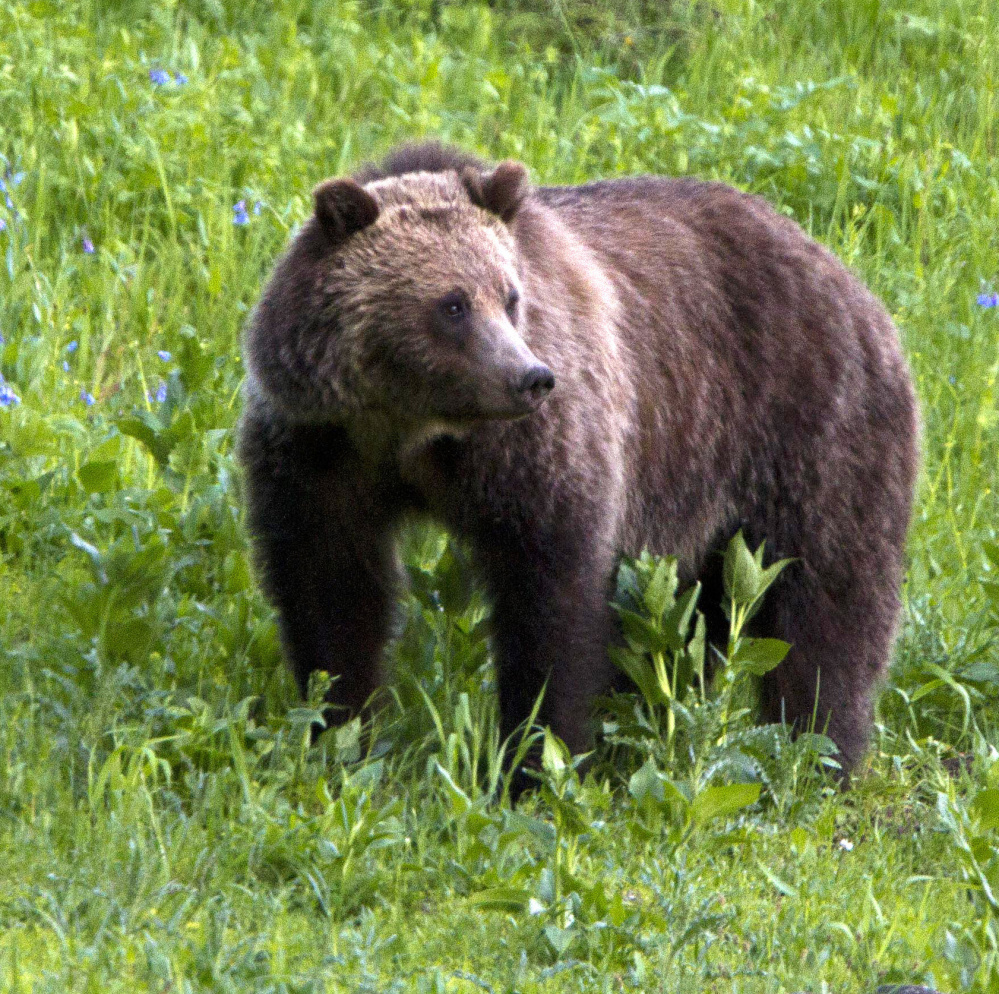 A grizzly bear roams in Yellowstone National Park, Wyo. American Indians don’t want the bears to be hunters’ trophies.