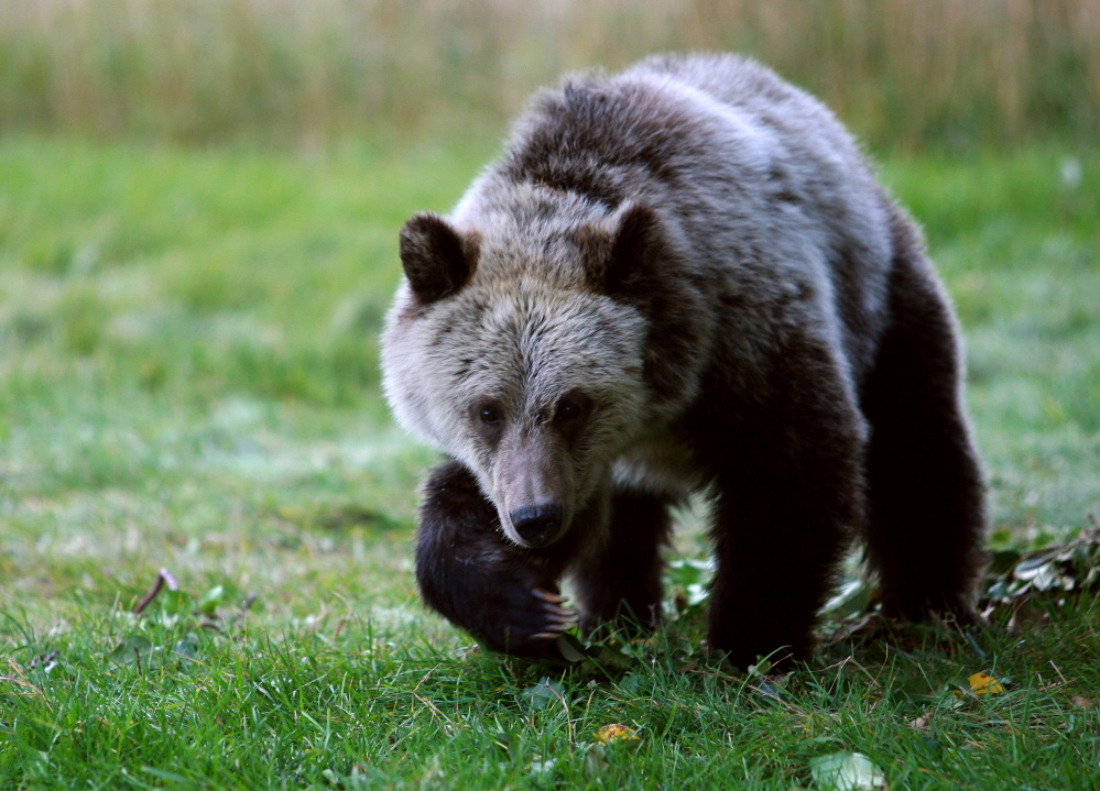 A grizzly bear cub forages for food a few miles from the north entrance to Yellowstone National Park in Gardiner, Mont. American Indians across the Western United States have stepped into the debate over plans to remove federal protections for grizzly bears in the Northern Rockies, saying they oppose trophy hunting of an animal that many tribes consider sacred.
