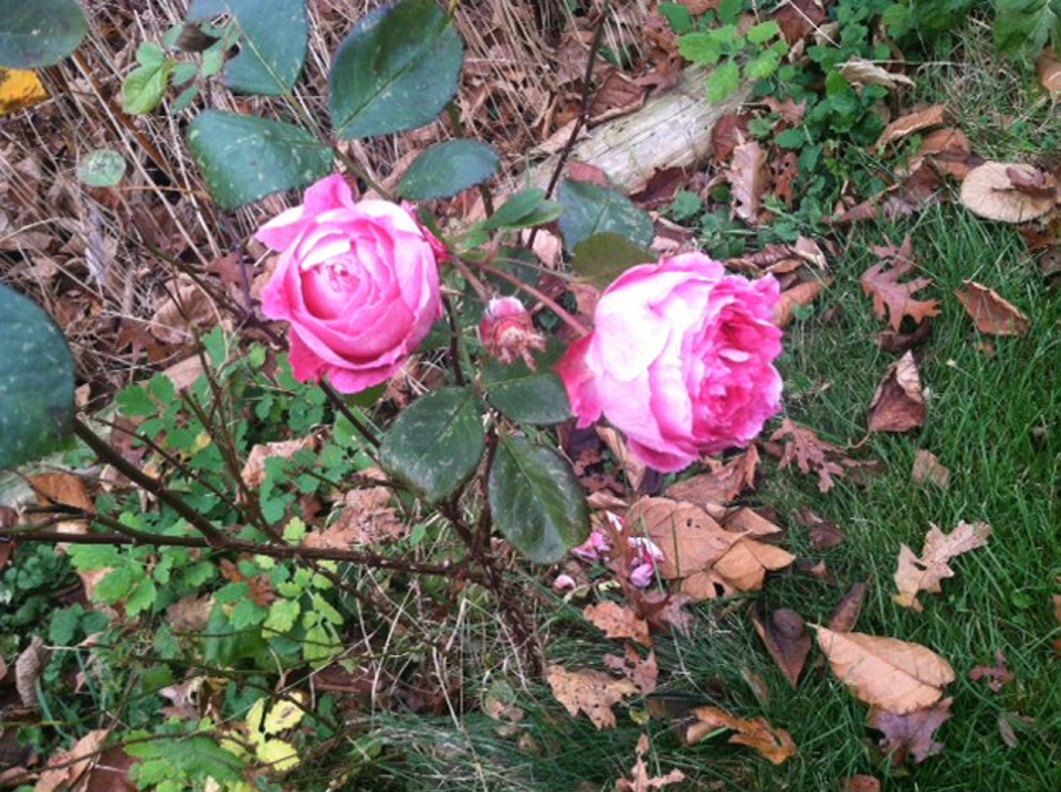 A rose bush in Harpswell holds flowers in mid-November.