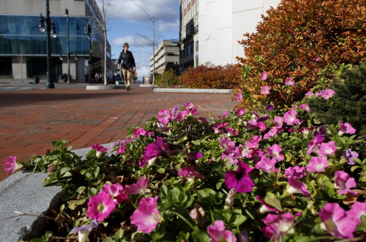 Petunias near One Monument Square in Portland are among plants that are blooming out of season around the city.