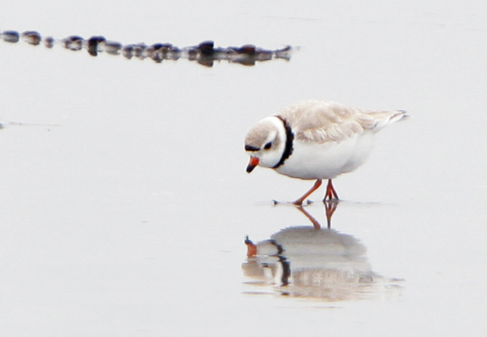 A piping plover forages along the shore of Goose Rocks Beach in Kennebunkport. The bird remains on the federal list of threatened species.