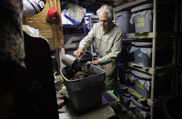 Jock Robie adds compost to one of his worm bins in his Gorham basement. 