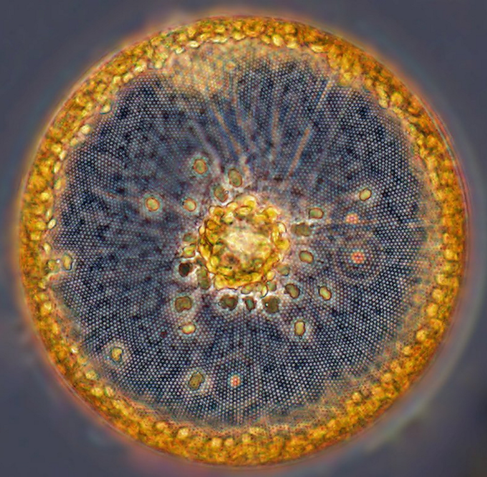 Disrupting the delivery of nutrients such as silica to coastal waters affects diatoms, microscopic saltwater plants that process carbon dioxide much more efficiently than other plants and form the foundation for the Gulf of Maine food chain.