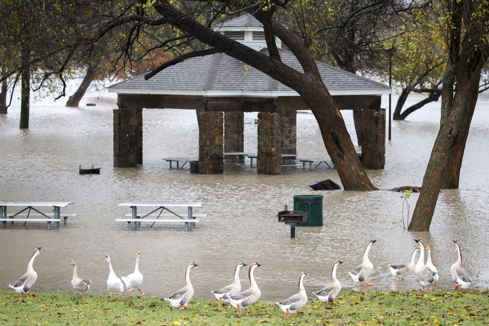 Geese walk along the edge of floodwater near Dallas on Friday. The area has already set a record for annual rainfall with 55.23 inches, and more on the way.