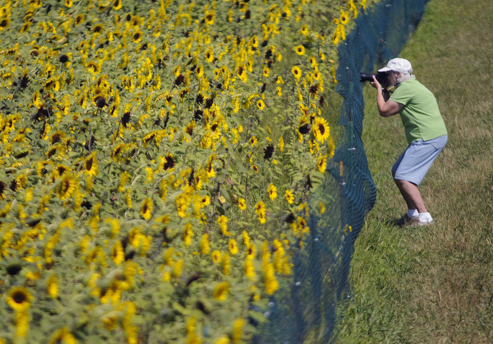 A visitor photographs a field at Lyman Orchards in Middlefield, Conn., where about 350,000 giant sunflowers grow. A business analyst says many farms extend through the fourth generation of family ownership but to have a farm make it to the ninth generation, as the Lyman family hopes to do, is “off the charts.”
