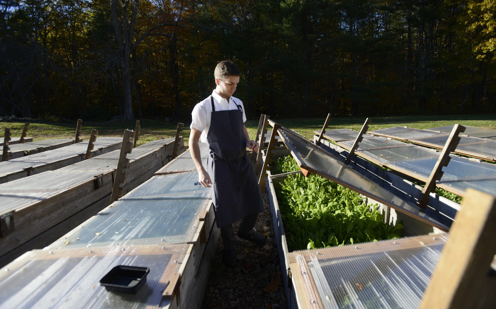 Chef Chris Wilcox goes through the cold frame to gather fresh vegetables prior to making dinner at The Velveteen Habit. Shawn Patrick Ouellette/Staff Photographer
