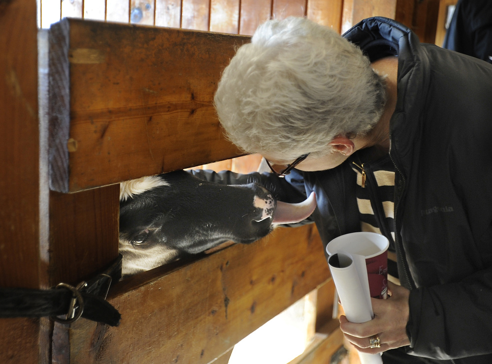 Gina McCarthy, the top administrator of the U.S. Environmental Protection Agency, gets attention from one of several calves who eyes her coffee as she tours Smiling Hill Farm in Westbrook on Monday.