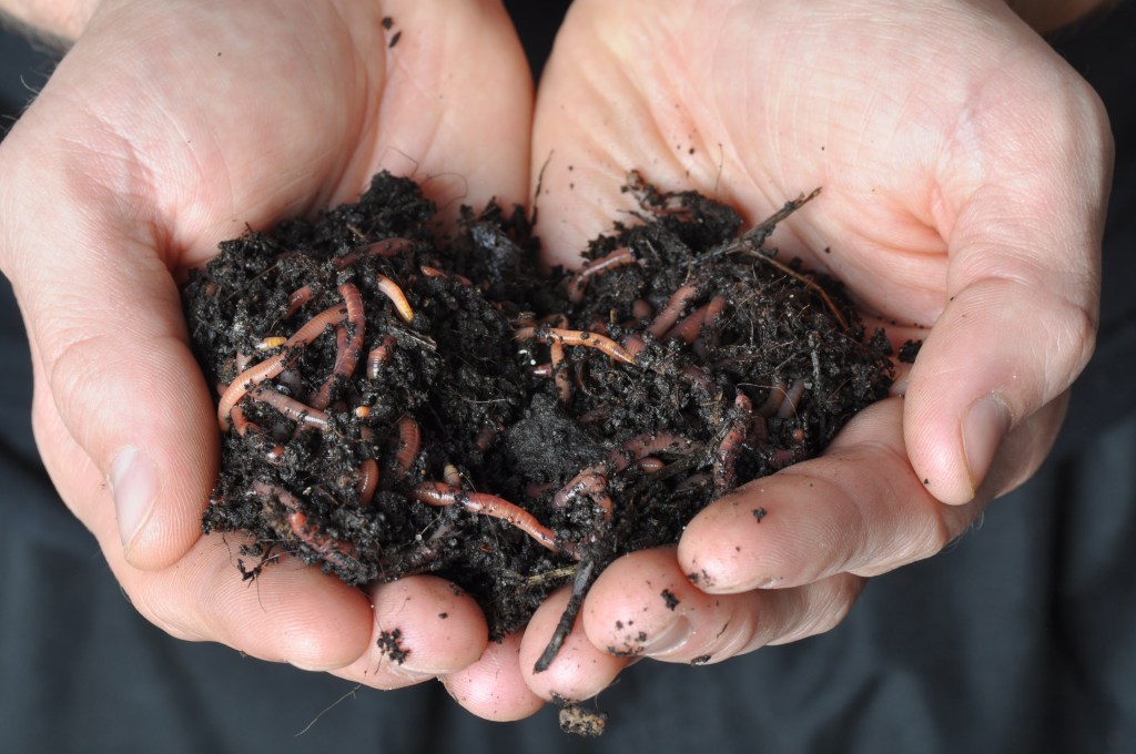 Setting up a straw bale worm bin takes about an hour and needs seven bales – six arranged in a rectangle and one for bedding. Then an "inoculum," or starter bucket of worms, is added. Shutterstock photo