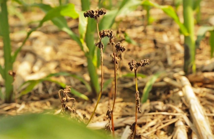 This screen image from a Dow video purports to show a weed sprayed with Enlist Duo surrounded by  a flourishing crop of soybeans. The new chemical is a combination of glysophate and an older weed killer called 2,4-D.