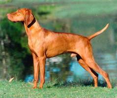 This Hungarian Vizsla is similar to the dog police are searching for after an accident in Island Falls. Facebook photo