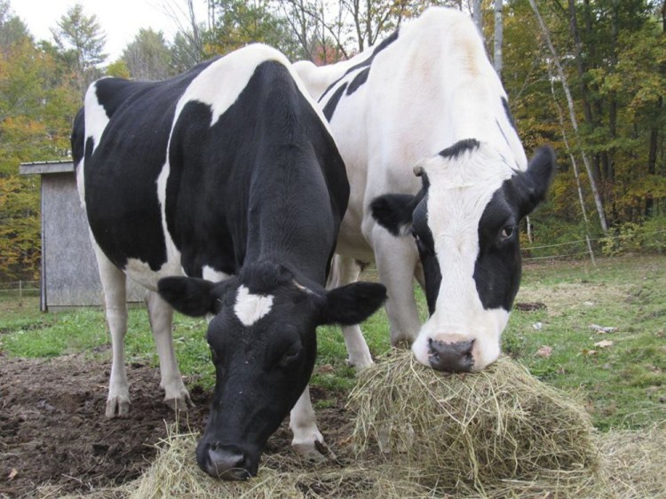 Isadora and Theodore, Holsteins owned by Daria Googiins of Richmond, were found killed Nov. 19, shot in their chests by arrows.