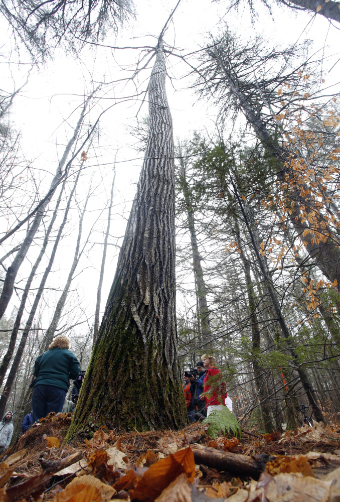 Scientists, forestry officials and members of the American Chestnut Foundation behold the record specimen off Route 5 in Lovell on Wednesday. The species was almost wiped out by a parasite in the 20th century.
