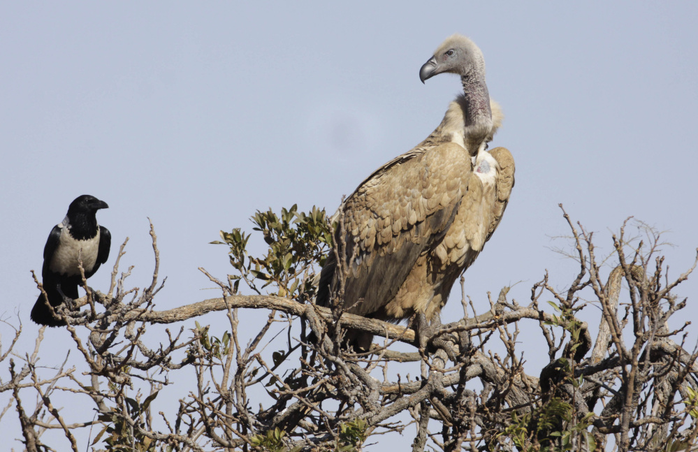 The Cape vulture, right, is one of the species threatened with extinction in Africa as the birds’ numbers drop because primarily due to poaching and poisoning. To get help, “You have to be creative,” said Masumi Gudka, a Kenya-based conservationist.