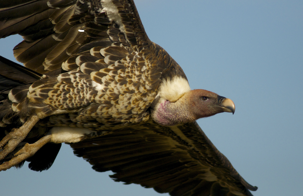 Birds like this Rueppell’s vulture are in danger in part because of collisions with electrical equipment.