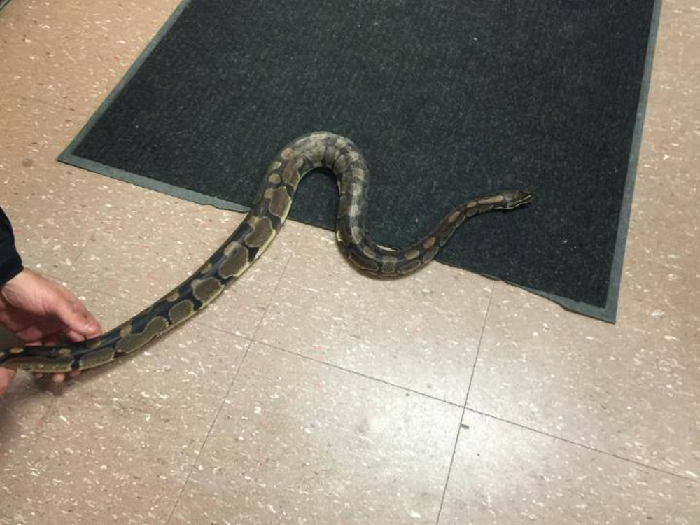 Fairfield police caught this python that found its way into a Main Street apartment Monday.