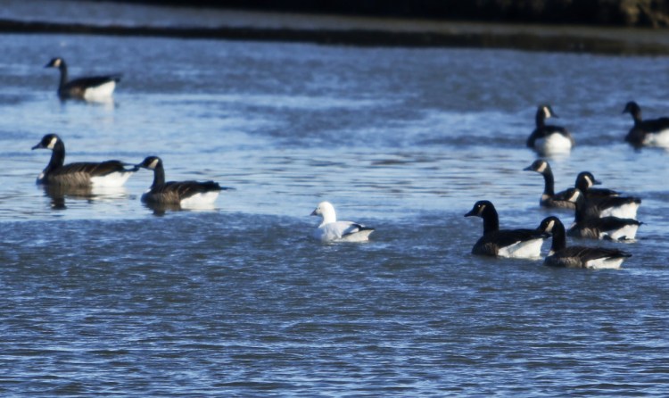 The Ross’s goose that has joined Canada geese in the Fore River in Westbrook is only the seventh ever recorded in Maine. The species' migration patterns typically keep it farther west. 