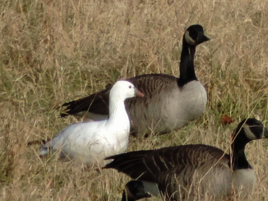 The Ross’s goose feeds with two Canada geese in fields off Stroudwater Street in Westbrook Wednesday.