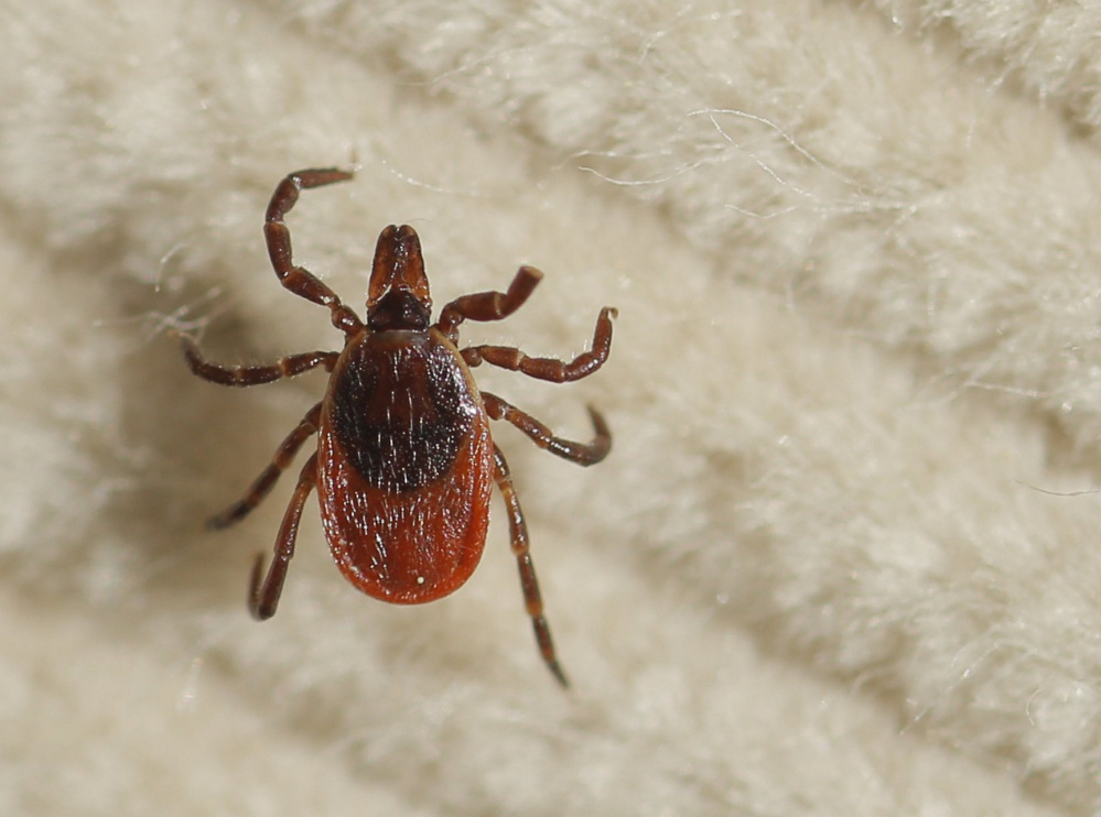A female deer tick collected for the Vector-borne Disease Laboratory at the Maine Medical Center Research Institute.