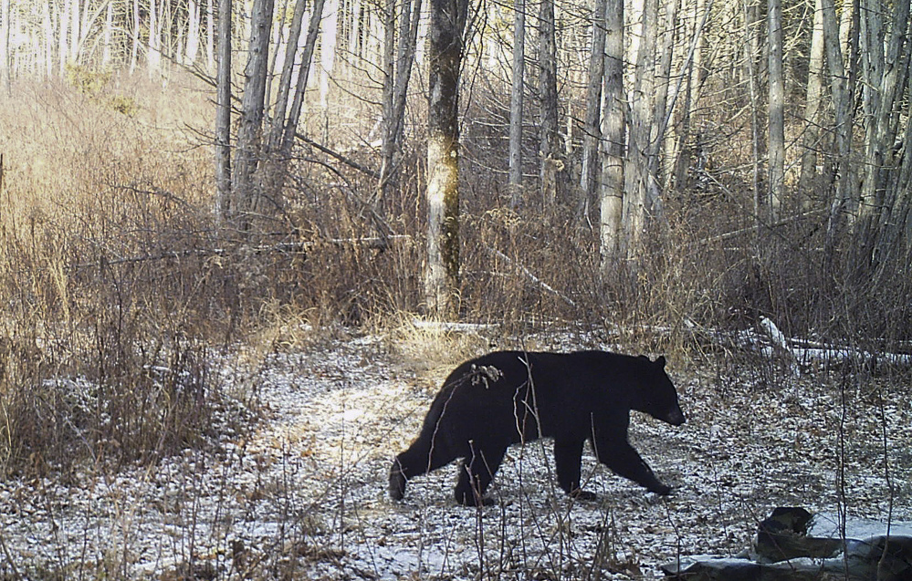 The lack of snow is contributing to delayed hibernation for some black bears and making snowshoe hares conspicuous to predators. Access to food is keeping some out of their winter dens and has prompted officials in Vermont and Massachusetts to urge residents to wait for snow before putting up bird feeders to avoid attracting bears.