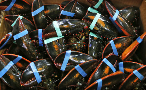 Live lobsters are packed for overseas shipment at the Maine Lobster Outlet in York. Lobsters are a Christmas tradition in several European countries, where supermarkets rely on the crustaceans to draw shoppers around the holidays.