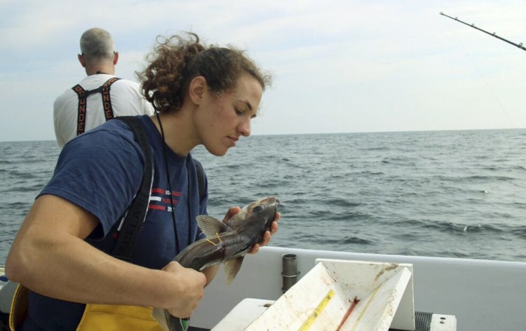 New England Aquarium research technician Emily Jones evaluates the condition of a haddock as part of a study about the mortality of discarded fish, on Jeffreys Ledge off the coast of New Hampshire. Scientists are working with New England fishermen to determine the percentage of fish such as haddock, cod and cusk that survive after they are tossed overboard.