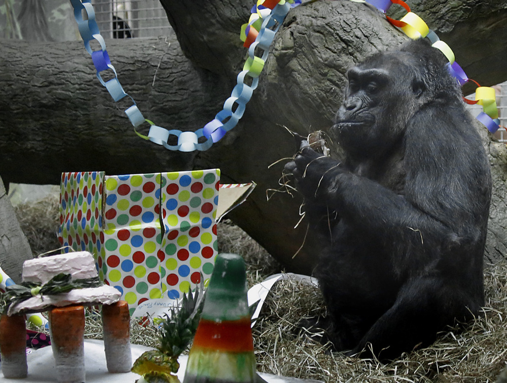 A gorilla called Colo sits amid toys and a cake Tuesday at the Columbus Zoo in Ohio.