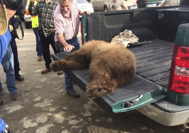 A black bear sits in the back of a pickup truck after it was tranquilized by wildlife biologists at the Orange Avenue Disposal in Fresno, Calif.