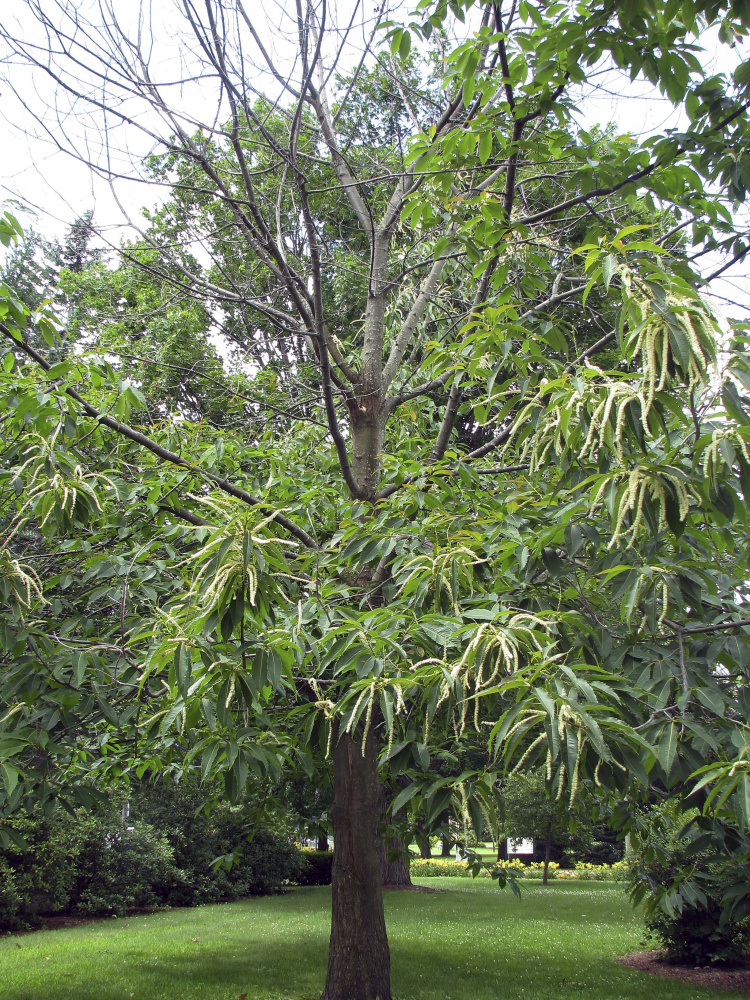 An American chestnut tree shows signs of decline. The UNH project could help restore a species that has been nearly wiped out by blight from Georgia to Maine.