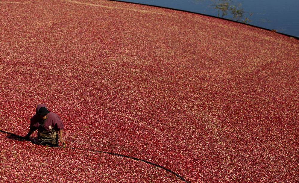 A record 2013 cranberry harvest is still hurting the industry as berry prices plummeted as low as $8 per 100-pound barrel.