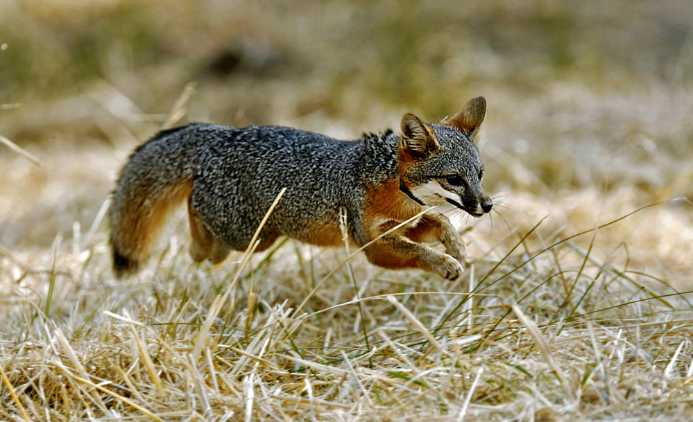 A Catalina Island fox pup dashes off after being released on Santa Catalina Island near the southern California coast. Once near extinction, the fox may come off the endangered list.