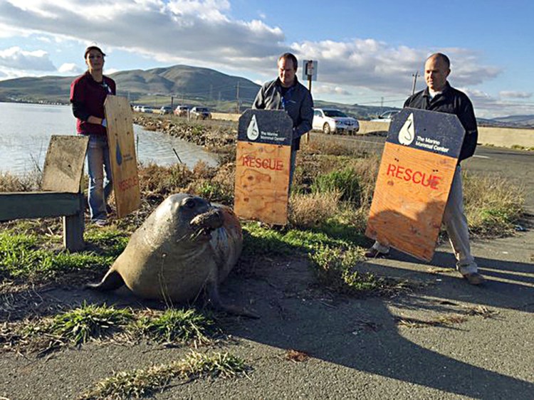 In this photo provided by the California Highway Patrol, wildlife experts from the Marine Mammal Center in Sausalito attempt to corral an elephant seal that repeatedly tried to cross a highway, slowing traffic in Sonoma, California. CHP spokesman Officer Andrew Barclay says callers first reported the 900-pound mammal was trying to climb the divider wall of Highway 37 near Sears Point in Sonoma.