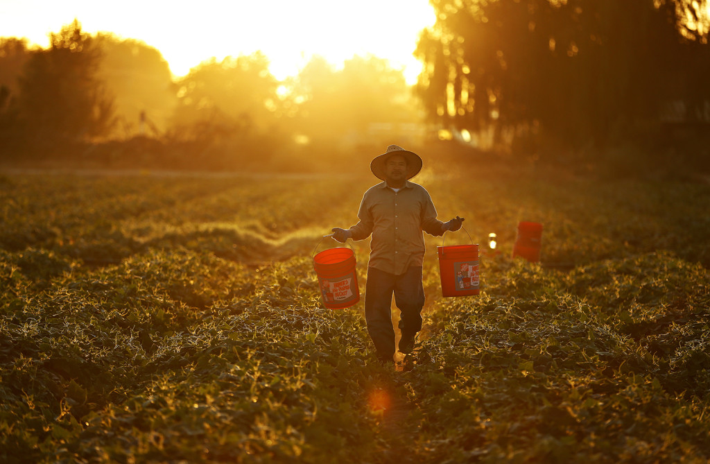 A man picks cucumbers as the sun rises on farmland near Modesto, Calif. The Associated Press