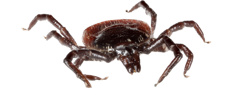 Deer ticks are in reality tiny, but the fact that they transmit diseases make them loom large for many people.
