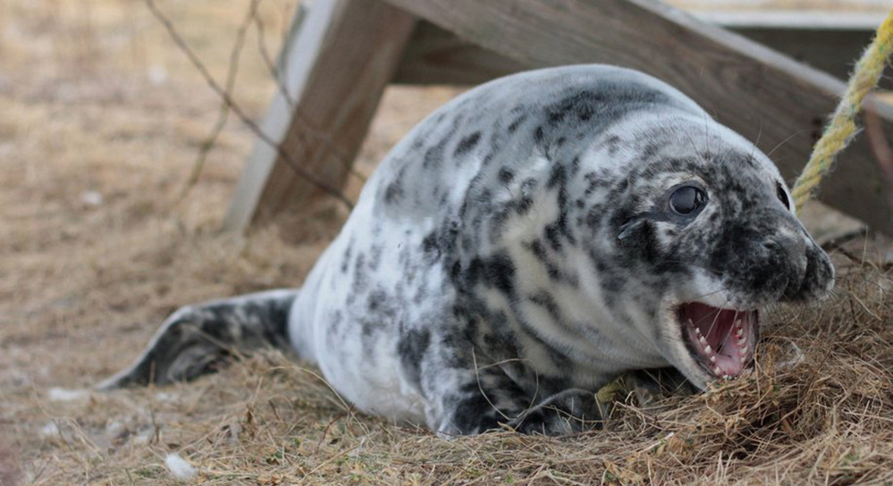 Although just a pup, this gray seal already sports some mighty impressive dental work that soon will be snatching fish that frequent the waters off Seal Island.