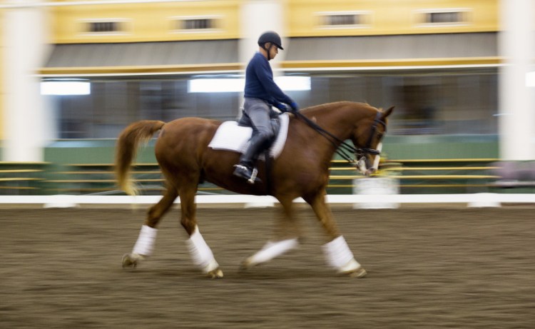 Michael Poulin works with Thor M at Pineland Farms Equestrian Center. Poulin, who found the horse on a trip to Europe and has been training him for years, said he intends to ride Thor M in a series of Olympics qualifying events in Florida through February and March.