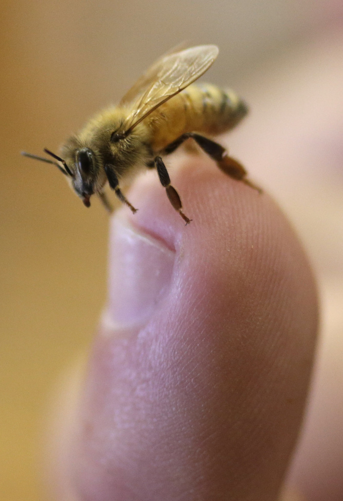 Honeybees are vital to pollination, and their numbers have dropped.