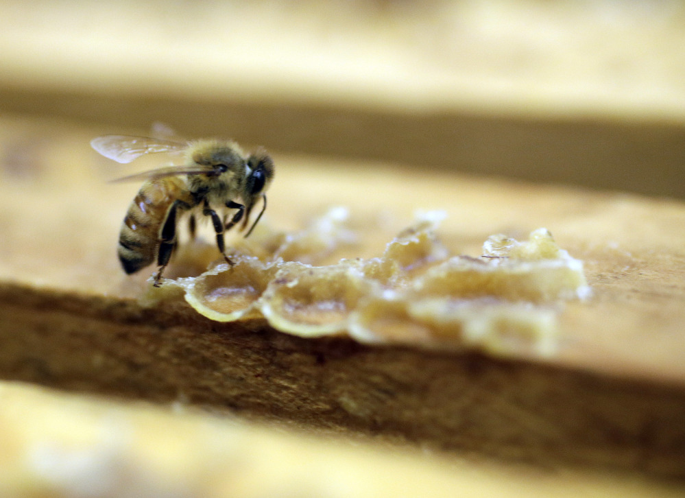 A bee works on a honeycomb at the Gene Brandi Apiary in Los Banos, Calif.  The Environmental Protection Agency has found that a major pesticide harms honeybees when used on cotton and citrus but not on other big crops like corn, berries and tobacco.   The Associated Press