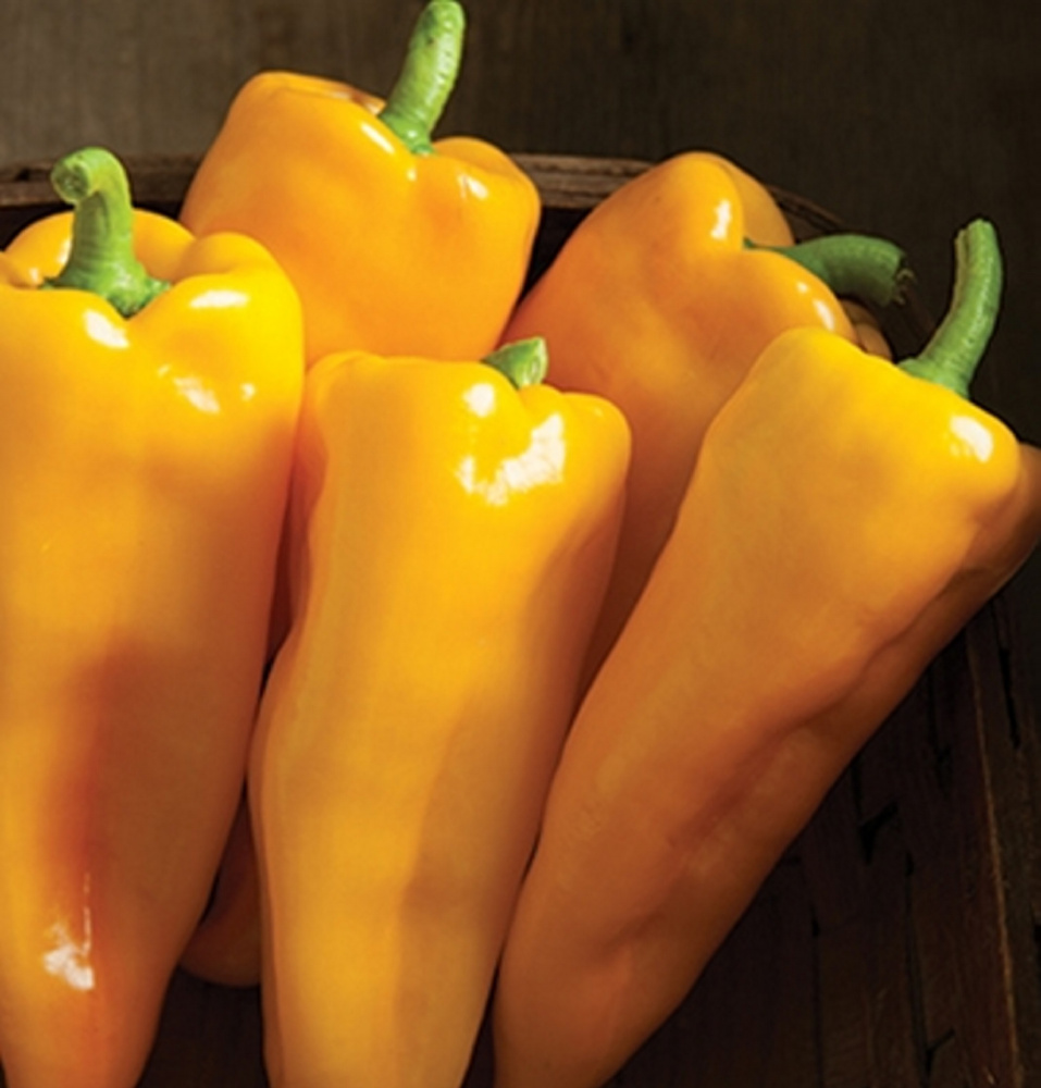 The Escamillo sweet pepper is one of two All-America Selections winners this year for Johnny’s Selected Seeds in Winslow. 